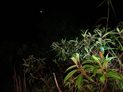 Dendrelaphis pictus