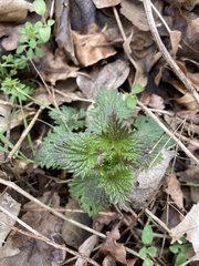 Urtica urens