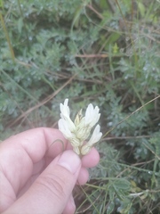 Astragalus albicaulis
