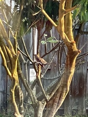 Mimus polyglottos