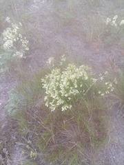 Onosma simplicissima