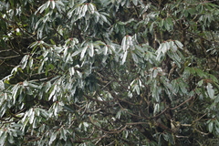 Daphniphyllum himalaense