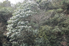 Daphniphyllum himalaense