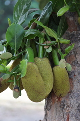 Artocarpus heterophyllus