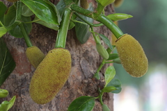 Artocarpus heterophyllus