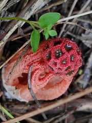 Colus hirudinosus