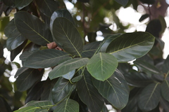 Artocarpus heterophyllus