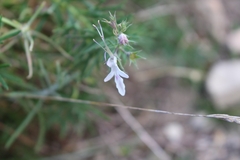 Teucrium pseudochamaepitys
