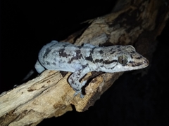 Phyllopezus pollicaris