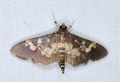 Ategumia
