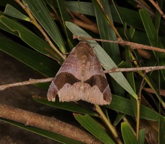 Bastilla joviana