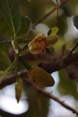 Artocarpus heterophyllus