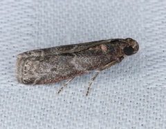Ectomyelois ceratoniae