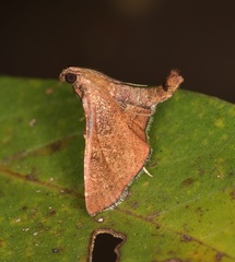 Endotricha theonalis