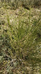 Cytisus scoparius