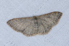 Idaea costiguttata
