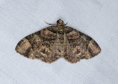 Microcalcarifera obscura