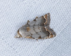 Nola marginata