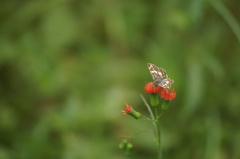 Burnsius orcynoides
