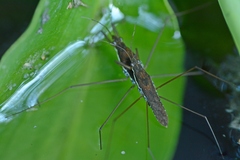 Gerris gracilicornis