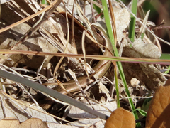 Ablepharus kitaibelii