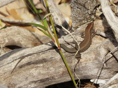 Algyroides moreoticus