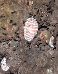 Monophlebidae