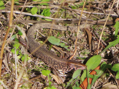 Algyroides moreoticus