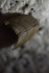 Pseudalbara parvula