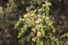 Thymelaea hirsuta
