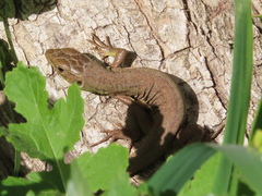 Lacerta trilineata