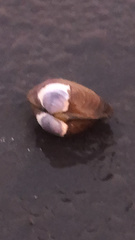 Donacidae
