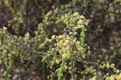 Thymelaea hirsuta