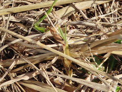 Ablepharus kitaibelii