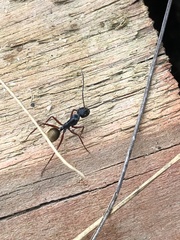 Camponotus suffusus bendigensis