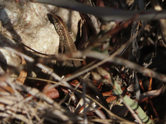 Algyroides moreoticus