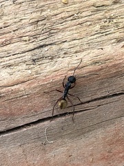 Camponotus suffusus bendigensis