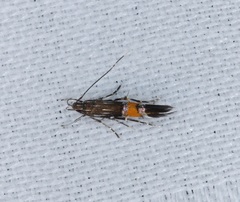 Cosmopterix