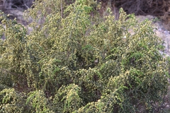 Thymelaea hirsuta