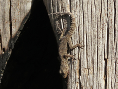 Mediodactylus kotschyi