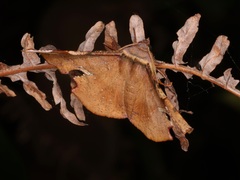 Fascellina chromataria