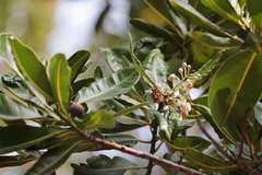 Calophyllum inophyllum