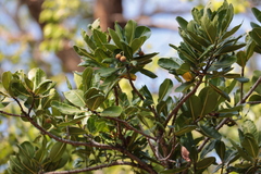 Calophyllum inophyllum