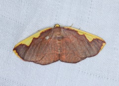 Nothomiza flavicosta