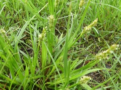 Carex stipata
