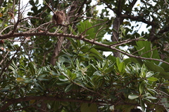 Calophyllum inophyllum