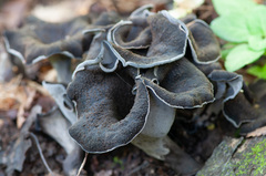 Craterellus cornucopioides