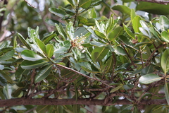 Calophyllum inophyllum