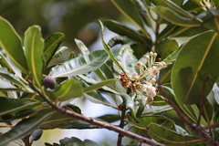 Calophyllum inophyllum