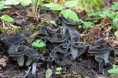 Craterellus cornucopioides